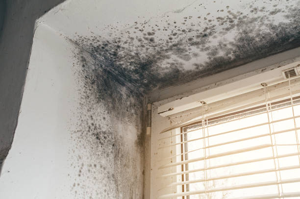 Affordable Mold Cleanup solutions in Berlin, NJ